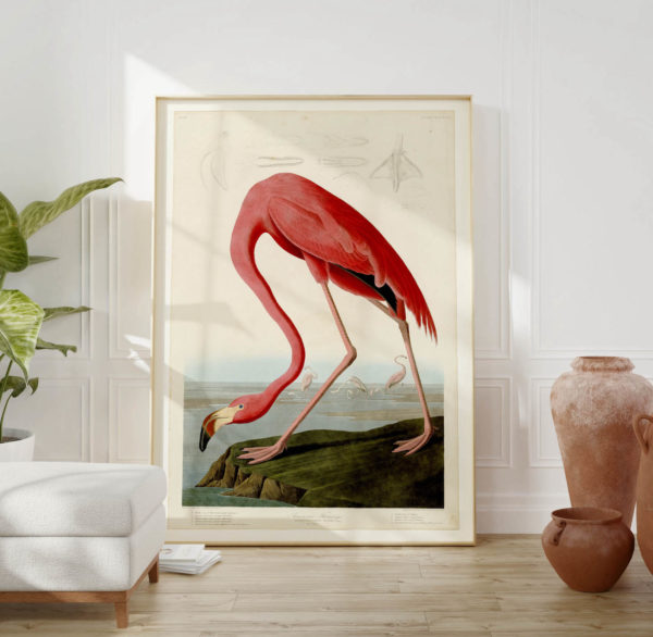 Vintage Animal Art Print No 07 - American Flamingo Poster