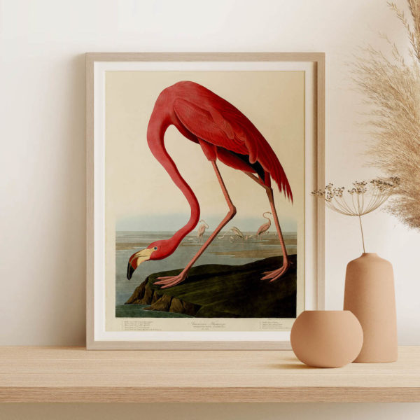 Vintage Animal Art Print No 07 - American Flamingo Poster - Image 3