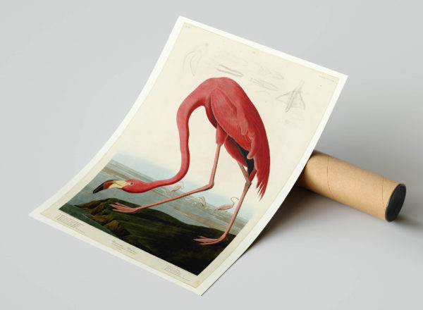 Vintage Animal Art Print No 07 - American Flamingo Poster - Image 4