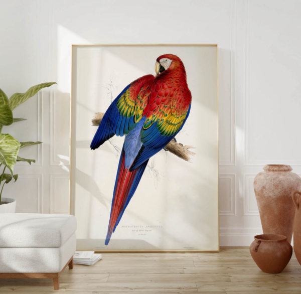 Vintage Animal Art Print No 12 - Red and Yellow Macaw Parrot Bird - Image 2