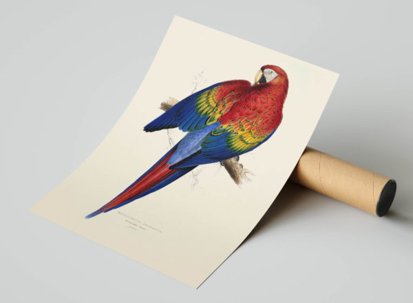 Vintage Animal Art Print No 12 - Red and Yellow Macaw Parrot Bird - Image 4